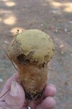 Calvatia craniiformis image