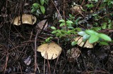 Suillus tomentosus image