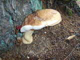 Tylopilus felleus image