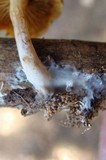 Gymnopilus sapineus image