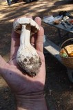 Amanita polypyramis image