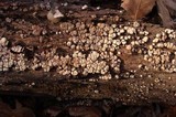 Xylobolus frustulatus image