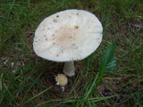 Amanita russuloides image