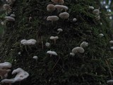Hemimycena candida image