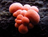 Lycogala epidendrum image