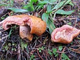 Lactarius rubrilacteus image