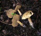 Suillus tomentosus image