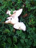 Russula cerolens image