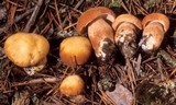 Boletus subcaerulescens image