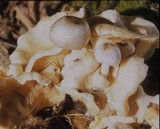 Volvariella surrecta image