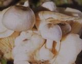 Volvariella surrecta image