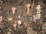 Clavariadelphus unicolor image