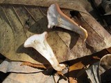 Clavariadelphus unicolor image