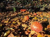 Amanita muscaria var. flavivolvata image