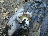 Suillus brunnescens image