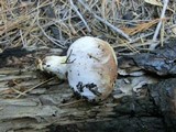 Suillus brunnescens image