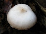 Pluteus petasatus image