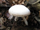 Pluteus petasatus image