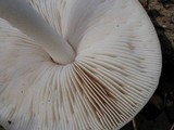 Pluteus petasatus image