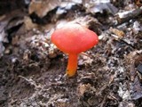 Hygrocybe miniata image