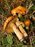 Suillus americanus image