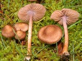 Inocybe pusio image