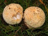 Amanita muscaria var. formosa image
