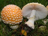 Amanita muscaria var. formosa image