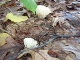 Tremellodendron pallidum image