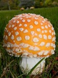 Amanita muscaria var. formosa image