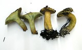 Suillus tomentosus image