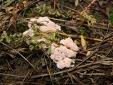 Abortiporus biennis image