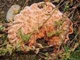 Abortiporus biennis image