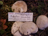 Clitopilus prunulus image