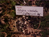 Collybia cirrhata image