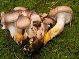 Gomphidius oregonensis image