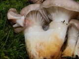 Gomphidius oregonensis image