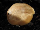 Cuphophyllus pratensis image