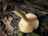 Cuphophyllus pratensis image