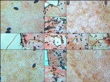 Parasola conopilea image