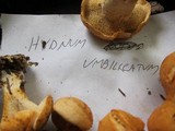 Hydnum umbilicatum image