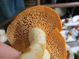 Hydnum umbilicatum image