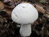 Amanita polypyramis image