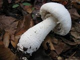 Amanita polypyramis image