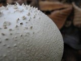 Amanita polypyramis image