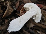 Amanita polypyramis image