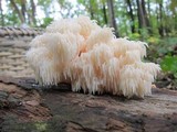 Hericium americanum image