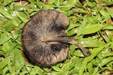 Hydropus nigrita image