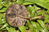 Hydropus nigrita image