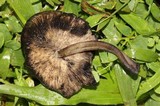 Hydropus nigrita image